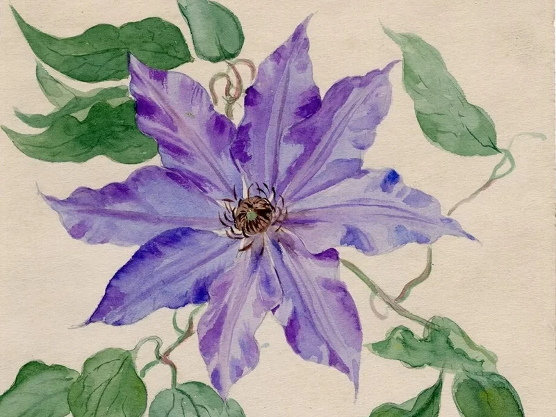 1842-Pieter Johannes Niesten - Clematide viola
